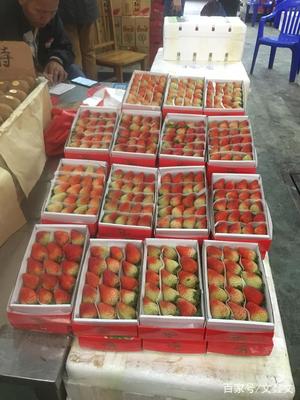 第22号台风“山竹”来临,广西海吉星水果批发市场依然繁忙